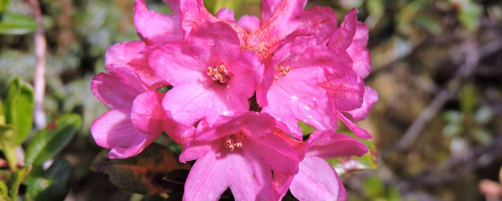 Detailaufnahme einer pink blühenden Almrose